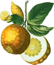 نت ترنج دیور ساواج