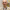 گیان لوکا پهرریس